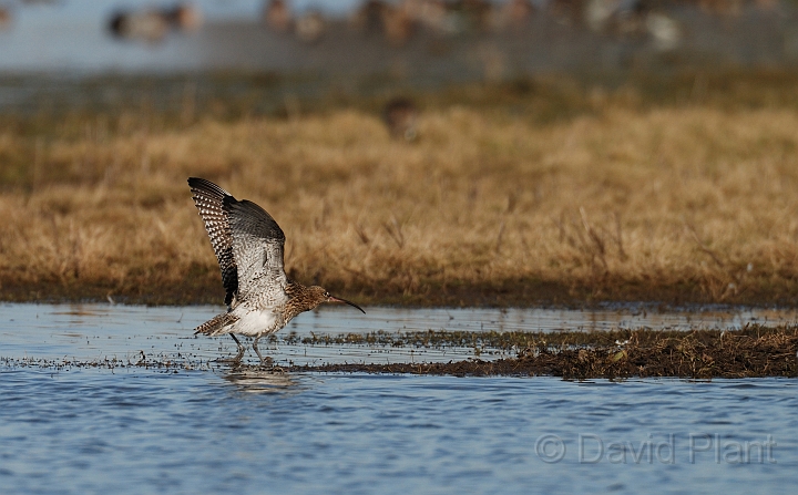 Curlew - A.jpg - Curlew - Slimbridge